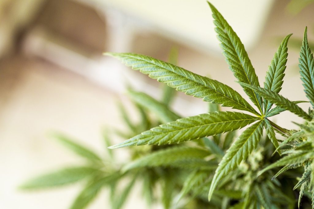 Cannabis mit Online Rezept kaufen